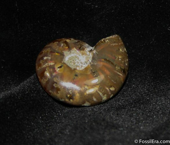 Small Flashy Red Iridescent Ammonite #1475